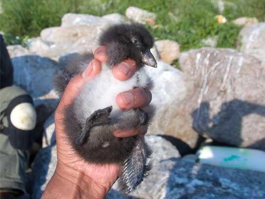 Captivating Maine Puffin Photographs That Inspire Hope for Wildlife