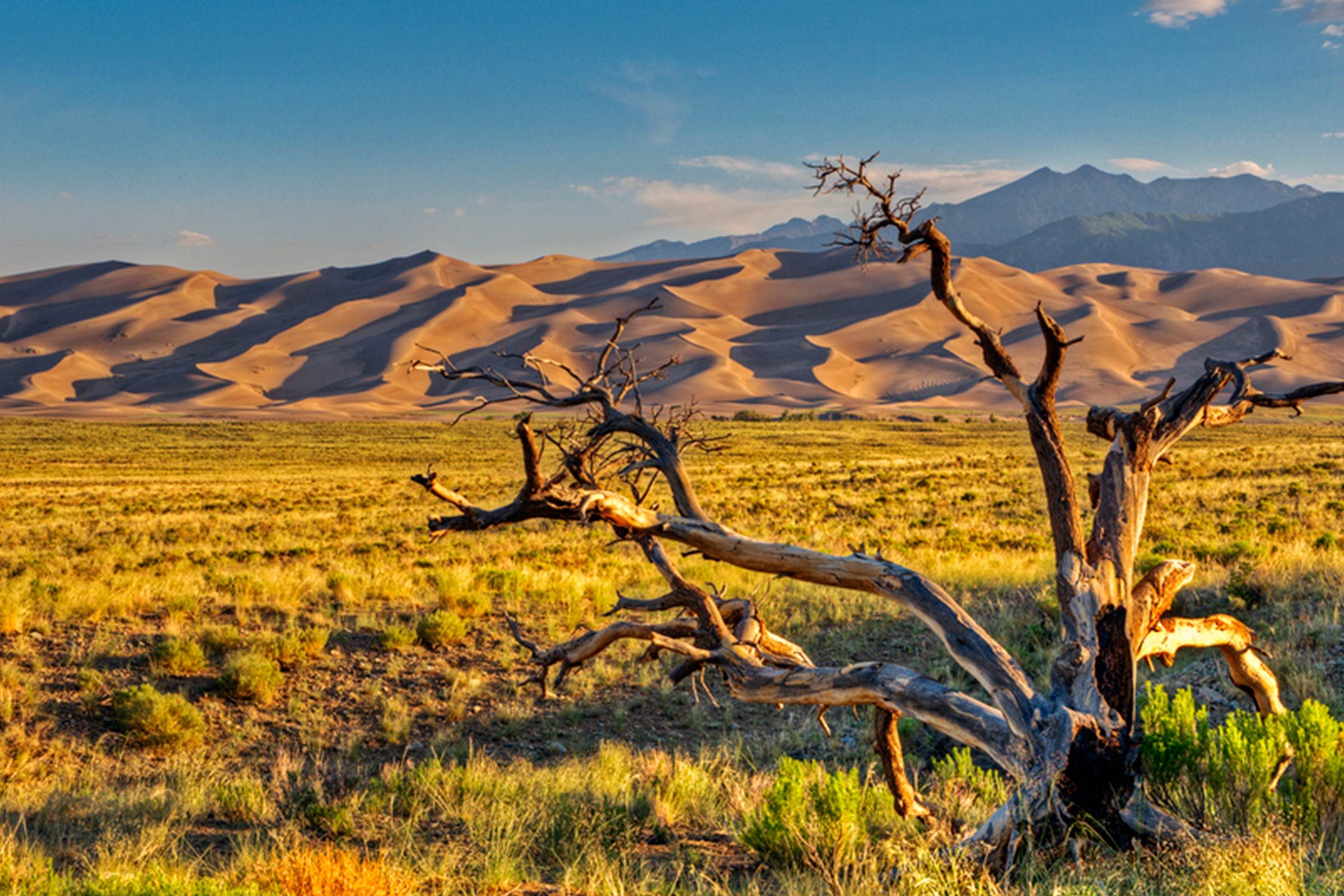 Explore 12 National Parks Perfect for Traveling with Your Dog