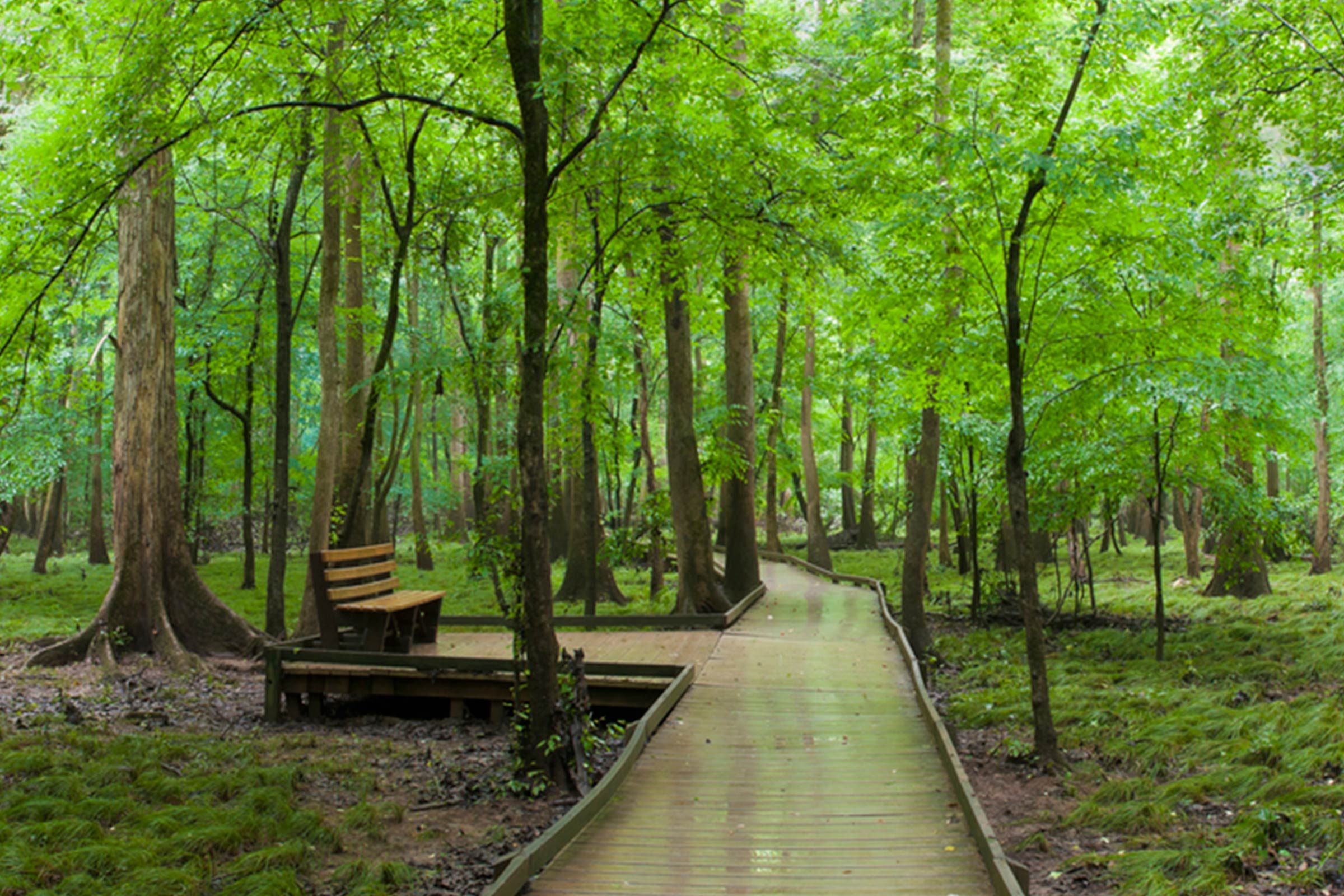 Explore 12 National Parks Perfect for Traveling with Your Dog