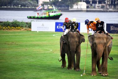 Elephant Polo: A Revolutionary Therapy for Autistic Children and Elephant Conservation