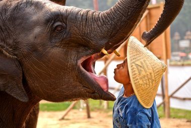Elephant Polo: A Revolutionary Therapy for Autistic Children and Elephant Conservation