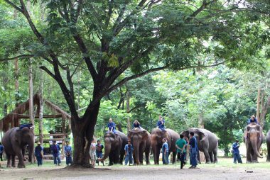 Elephant Polo: A Revolutionary Therapy for Autistic Children and Elephant Conservation
