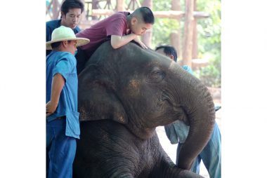 Elephant Polo: A Revolutionary Therapy for Autistic Children and Elephant Conservation