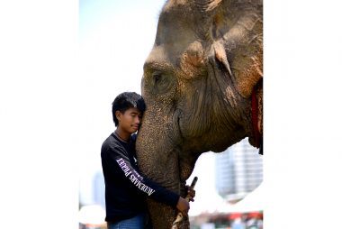 Elephant Polo: A Revolutionary Therapy for Autistic Children and Elephant Conservation