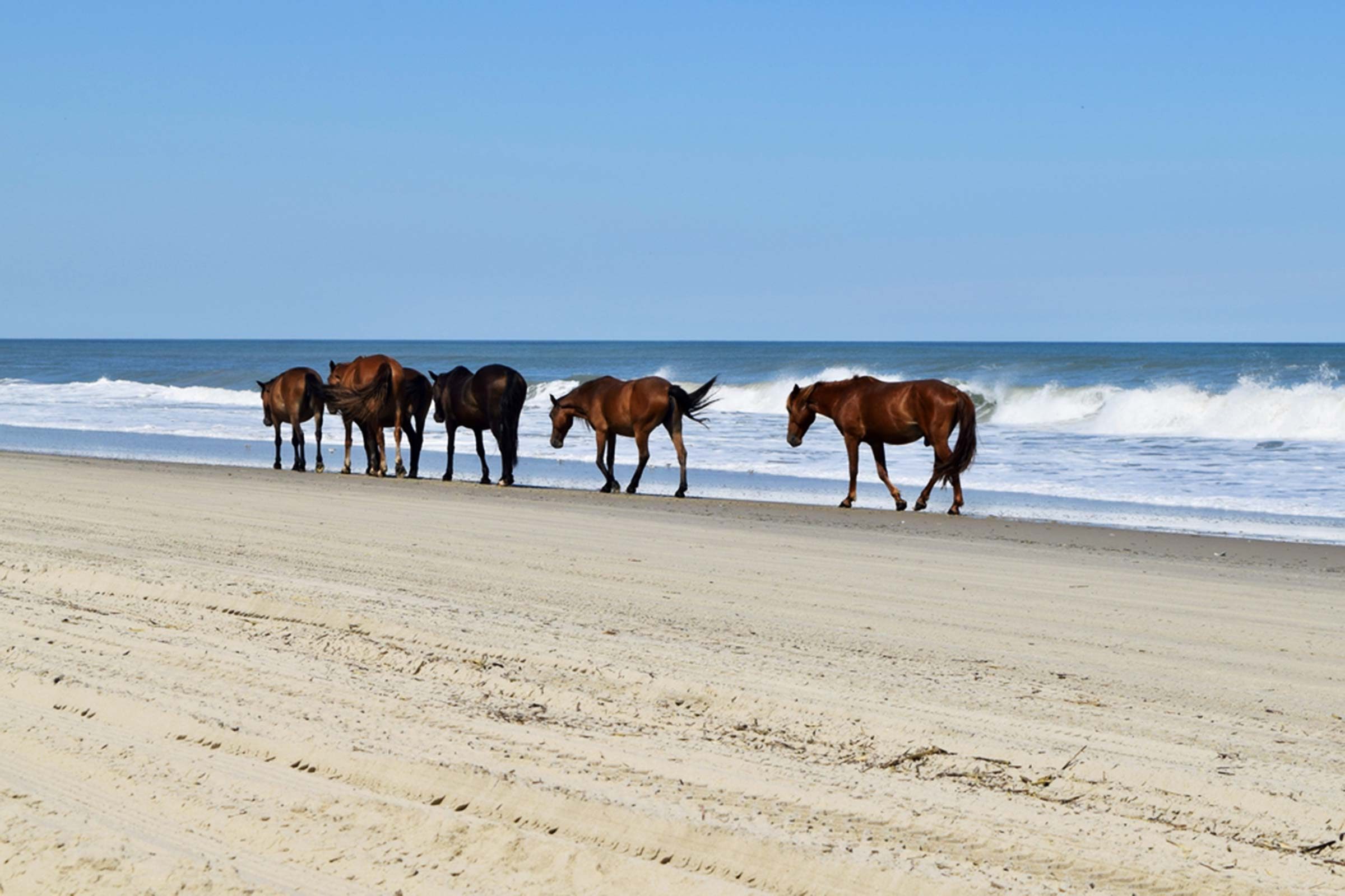 Where to Spot Wild Horses in the U.S.: 6 Iconic Roaming Locations