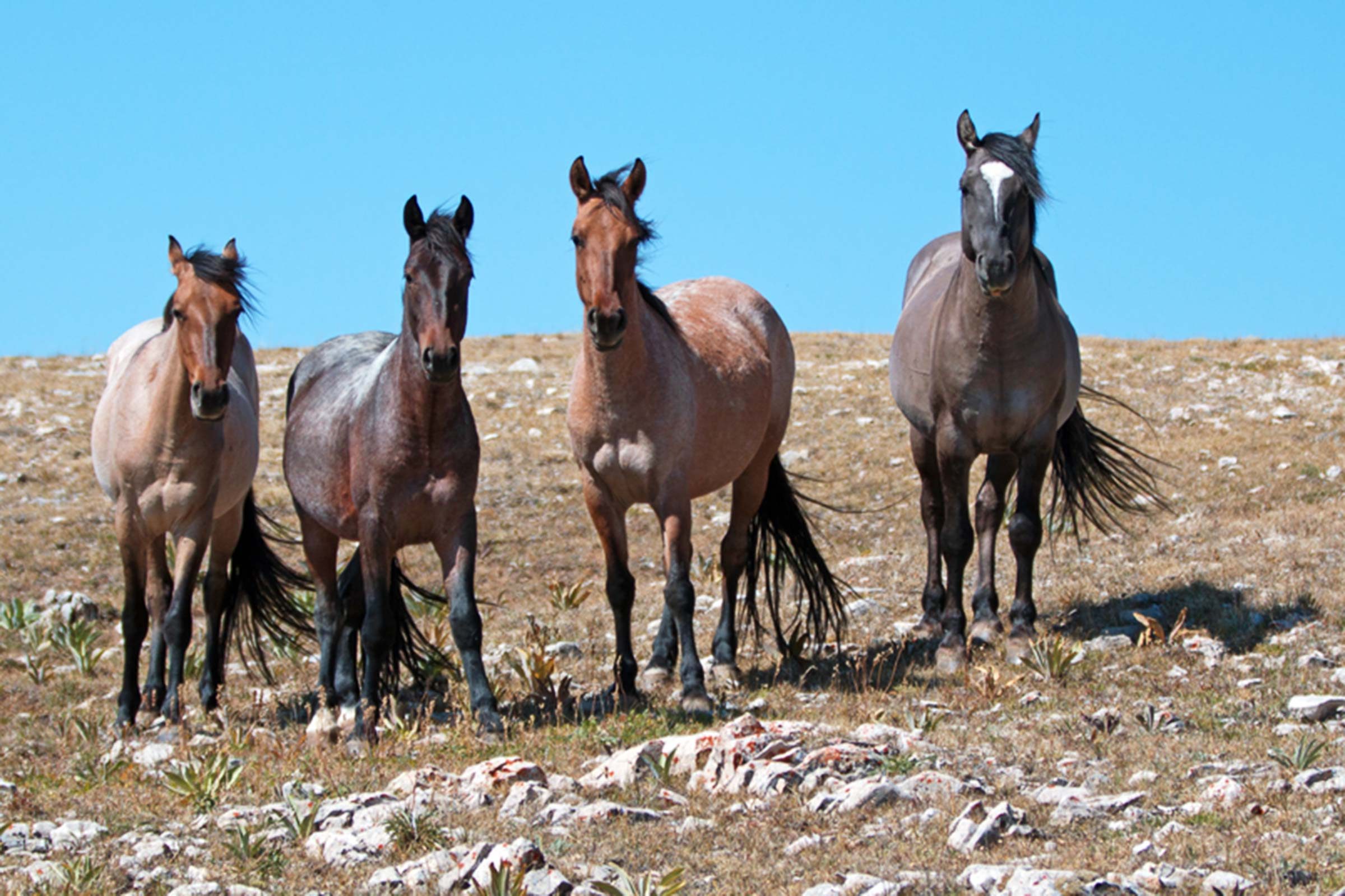 Where to Spot Wild Horses in the U.S.: 6 Iconic Roaming Locations