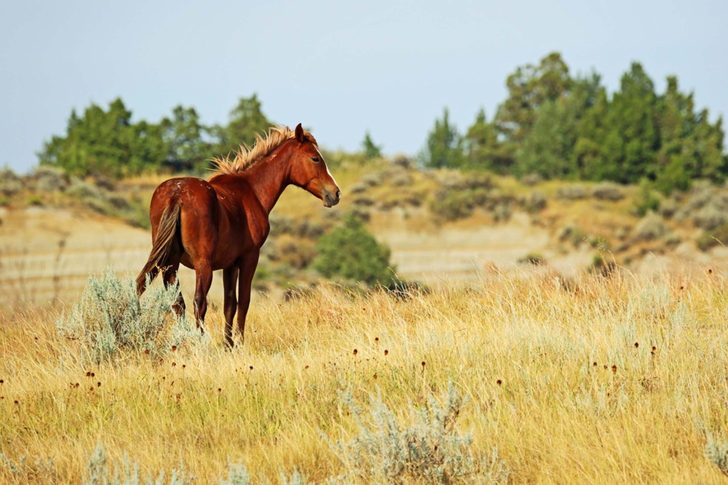 Where to Spot Wild Horses in the U.S.: 6 Iconic Roaming Locations