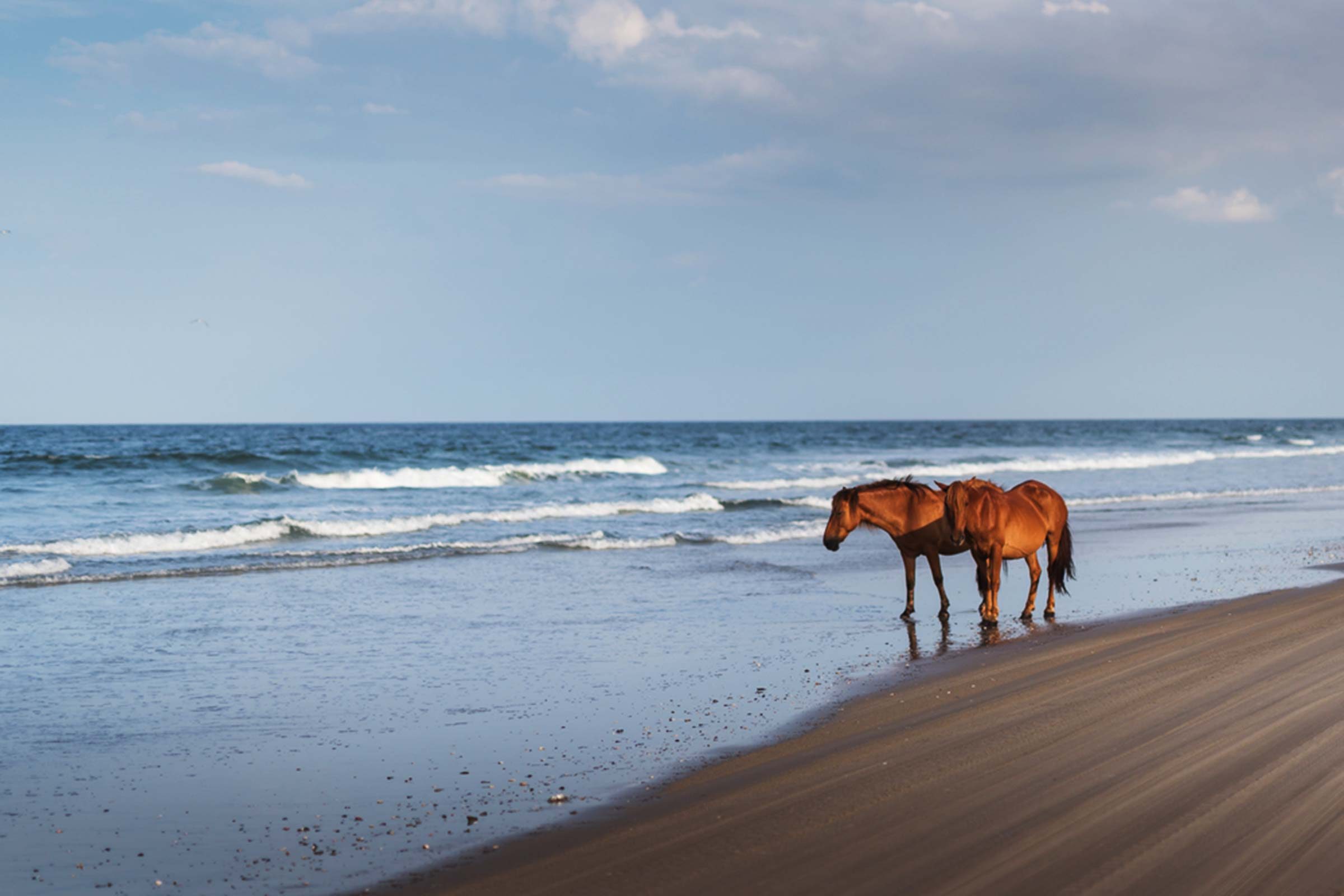 Where to Spot Wild Horses in the U.S.: 6 Iconic Roaming Locations