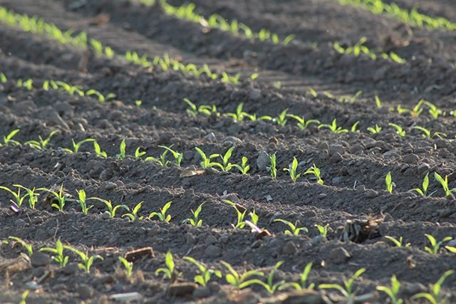 30 Stunning Photos That Capture the Charm of Country Living