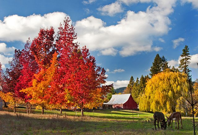 30 Stunning Photos That Capture the Charm of Country Living