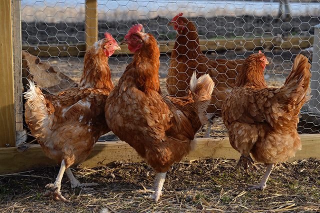 30 Stunning Photos That Capture the Charm of Country Living