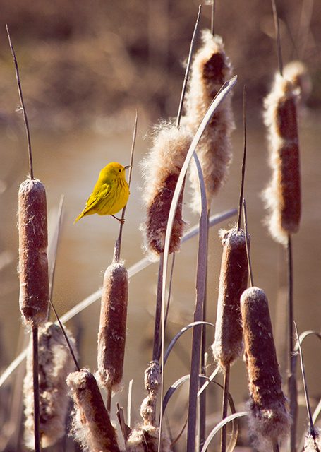 30 Stunning Photos That Capture the Charm of Country Living