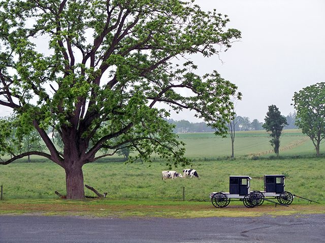 30 Stunning Photos That Capture the Charm of Country Living