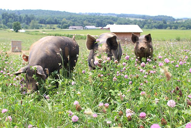 30 Stunning Photos That Capture the Charm of Country Living