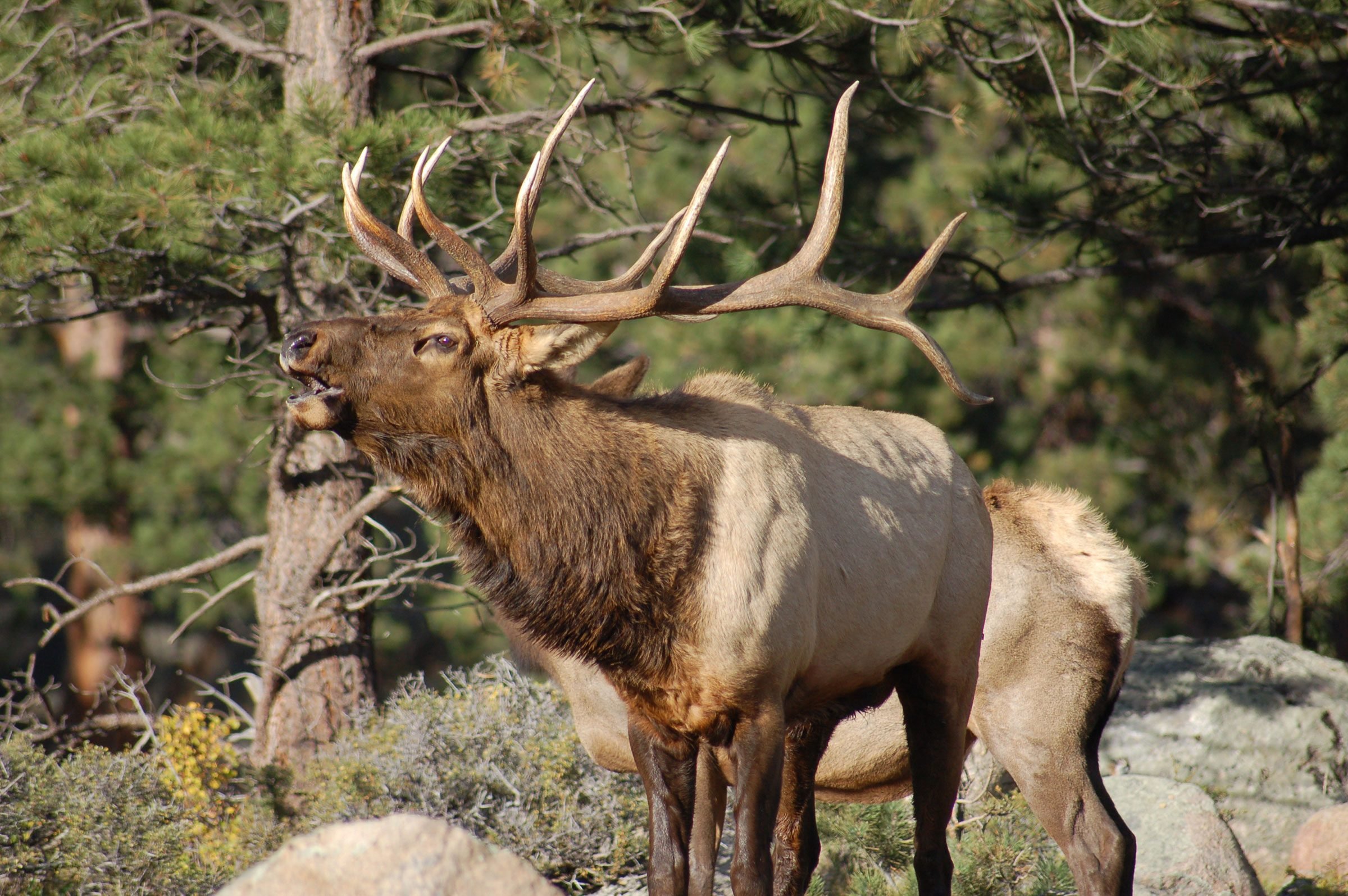 Discover the Hidden Family Gem: YMCA of the Rockies – A Secret Vacation Destination