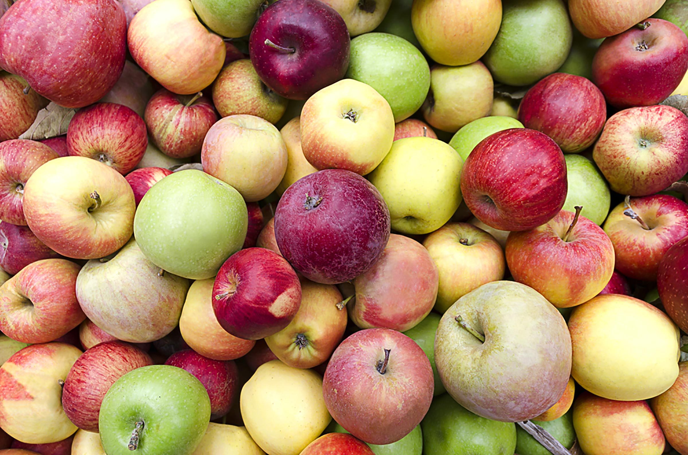 How to Choose the Perfect Apple and 8 Essential Tips for a Successful Apple Picking Trip
