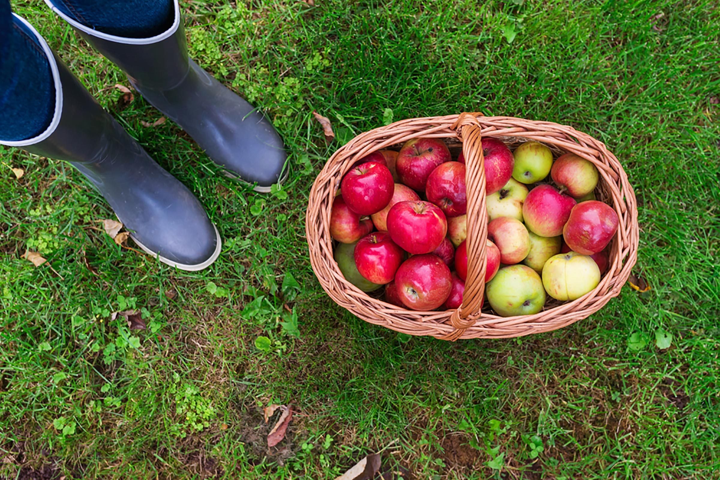 How to Choose the Perfect Apple and 8 Essential Tips for a Successful Apple Picking Trip