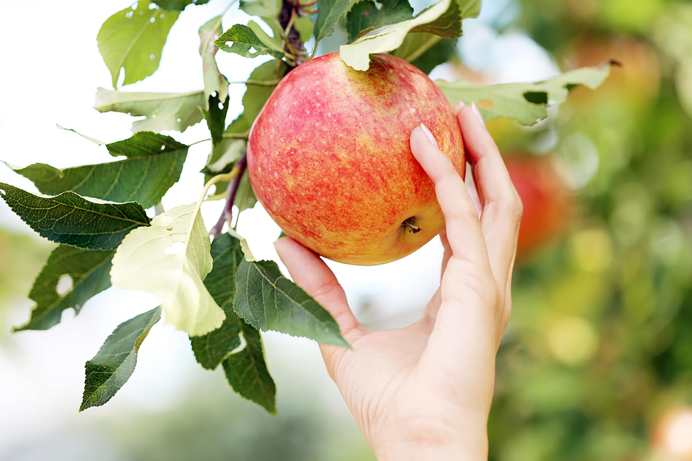 How to Choose the Perfect Apple and 8 Essential Tips for a Successful Apple Picking Trip