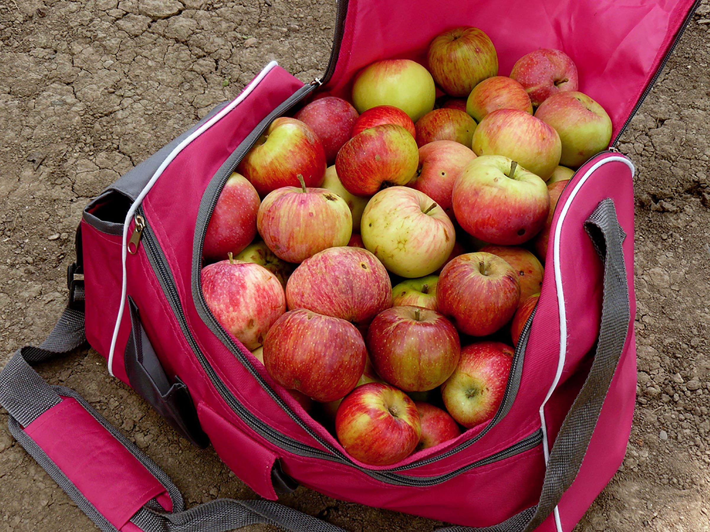 How to Choose the Perfect Apple and 8 Essential Tips for a Successful Apple Picking Trip