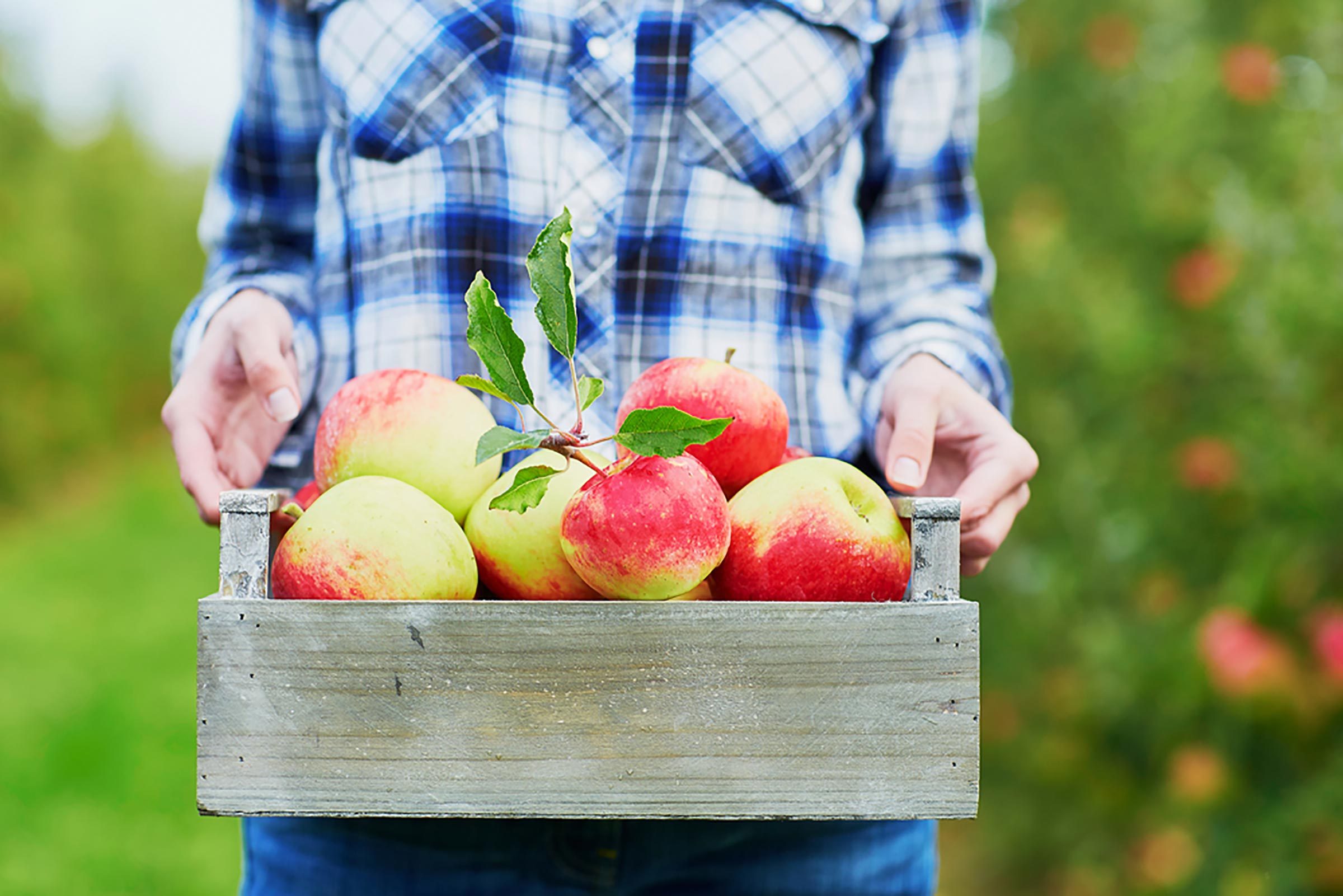 How to Choose the Perfect Apple and 8 Essential Tips for a Successful Apple Picking Trip
