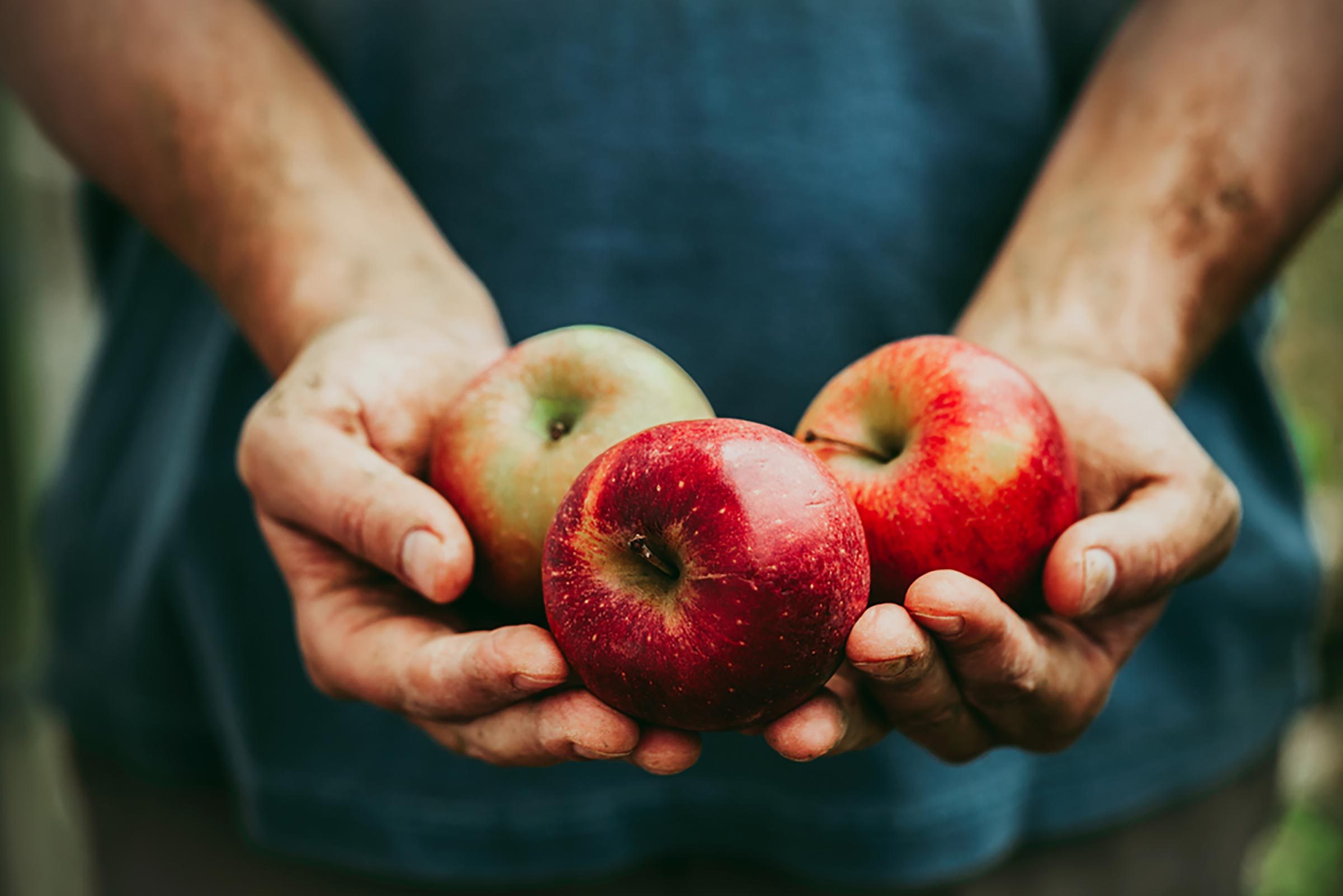 How to Choose the Perfect Apple and 8 Essential Tips for a Successful Apple Picking Trip