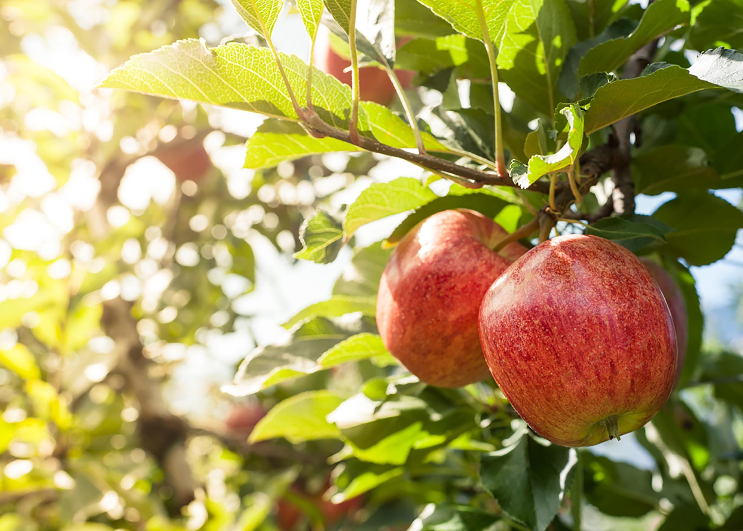 How to Choose the Perfect Apple and 8 Essential Tips for a Successful Apple Picking Trip