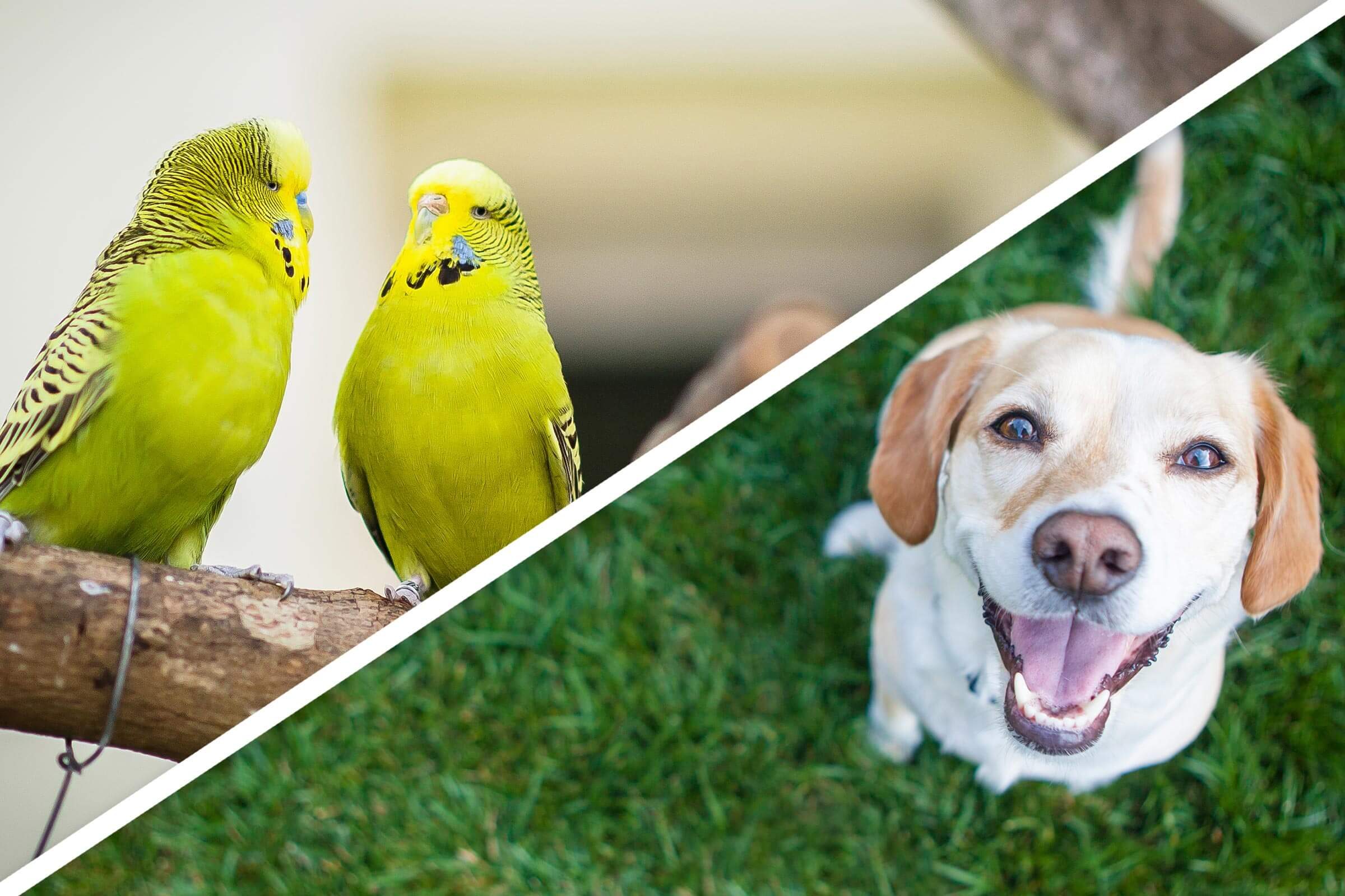 11 Essential Tips for a Successful Home Swap