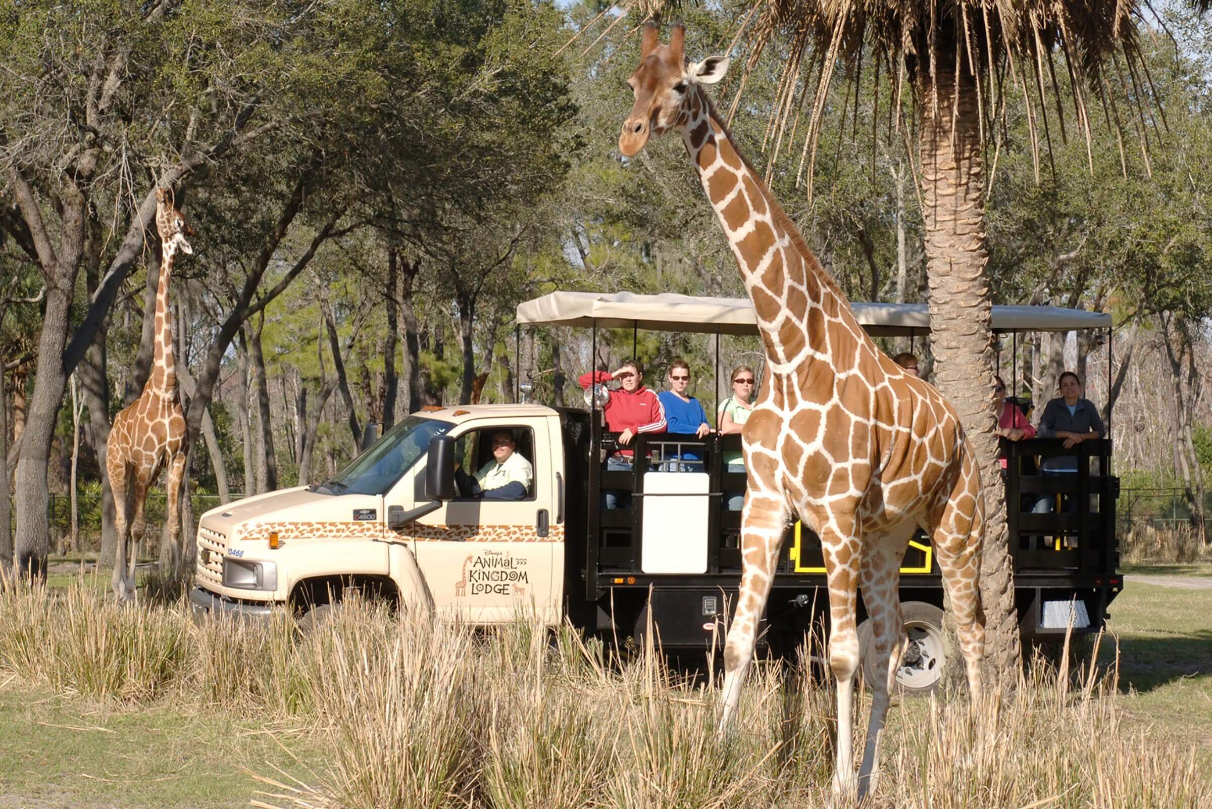 10 Proven Ways to Experience Disney Magic Without Buying Park Tickets