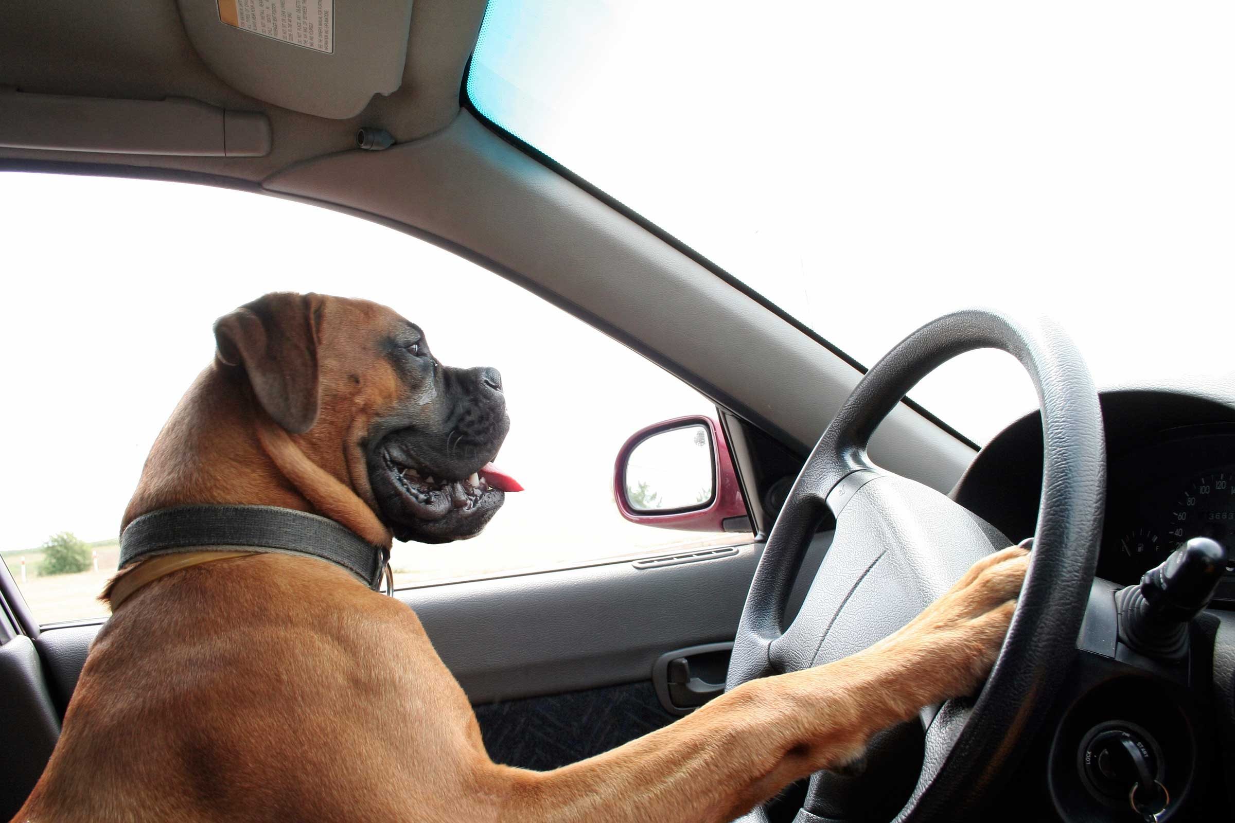 Car Insurance Claims: 15 Unbelievable Excuses That Shocked Adjusters