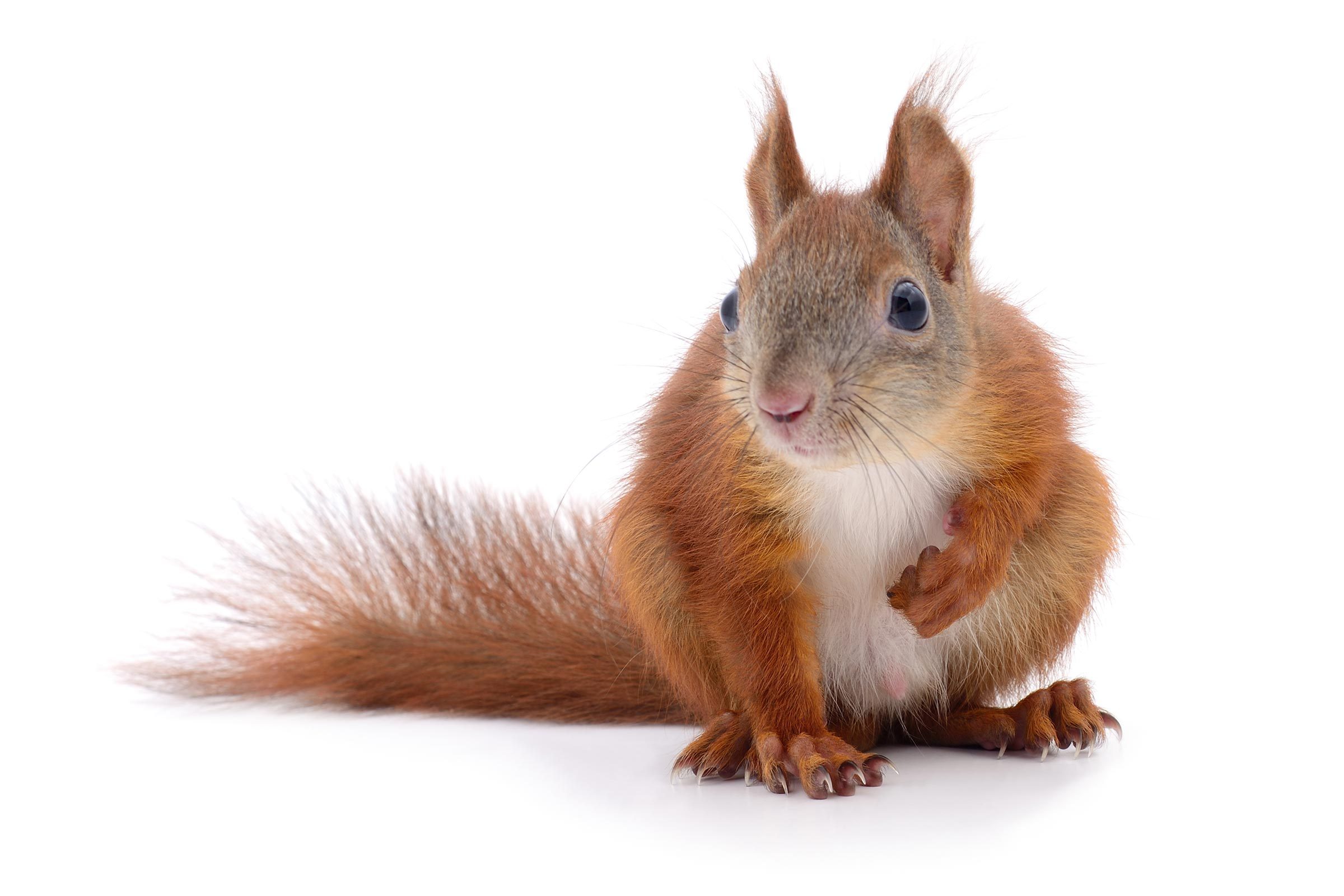 Inside the Skies: Flight Attendants Share Their Most Astonishing Passenger Encounters