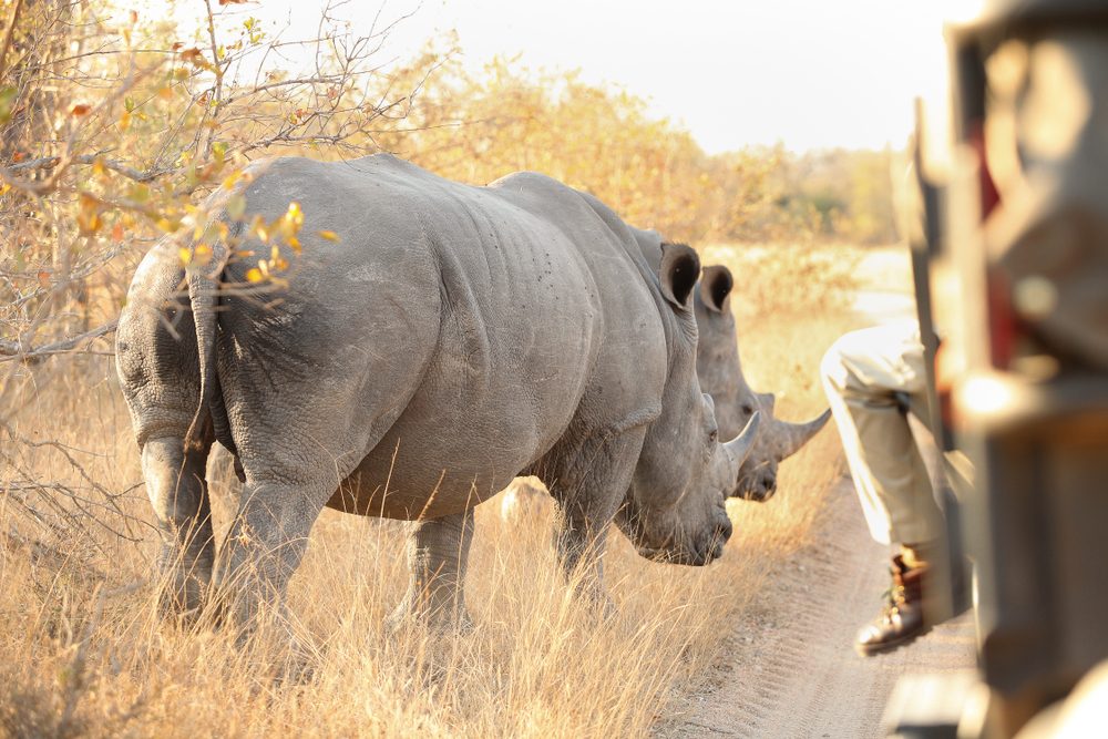 15 Fascinating Rhino Facts You Won t Believe
