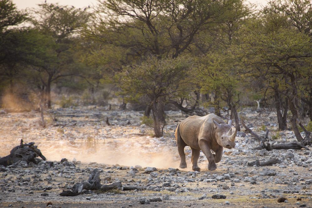 15 Fascinating Rhino Facts You Won t Believe
