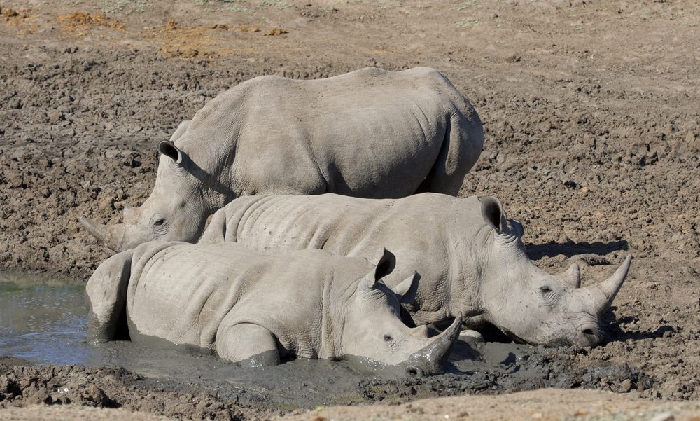 15 Fascinating Rhino Facts You Won t Believe