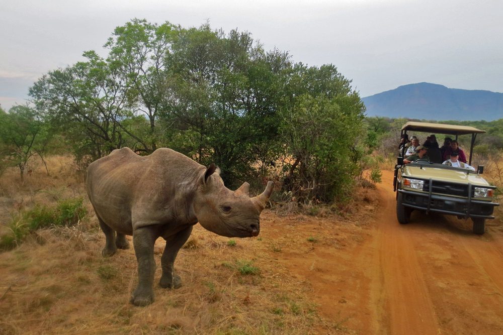 15 Fascinating Rhino Facts You Won t Believe