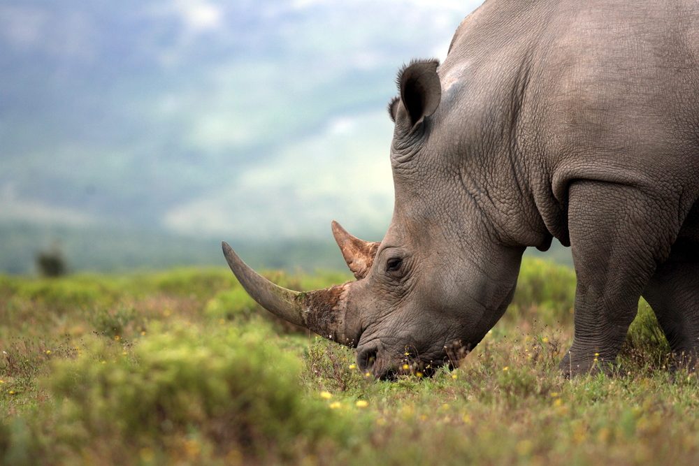 15 Fascinating Rhino Facts You Won t Believe