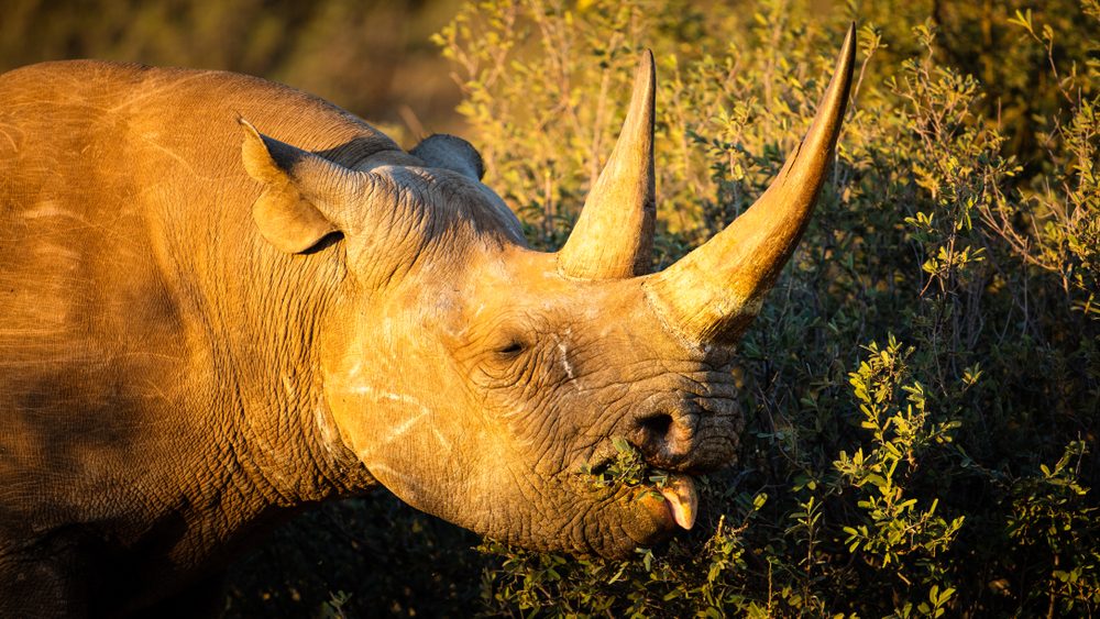 15 Fascinating Rhino Facts You Won t Believe