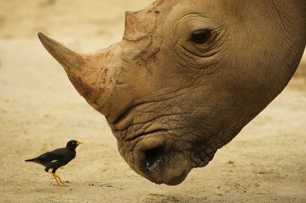 15 Fascinating Rhino Facts You Won t Believe