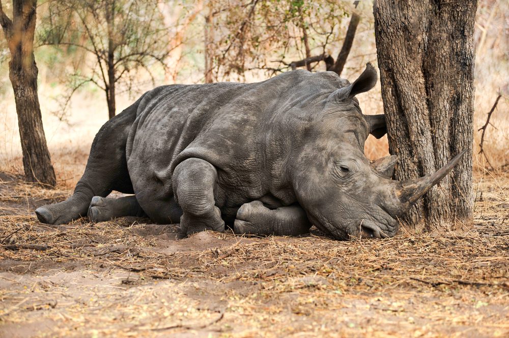 15 Fascinating Rhino Facts You Won t Believe