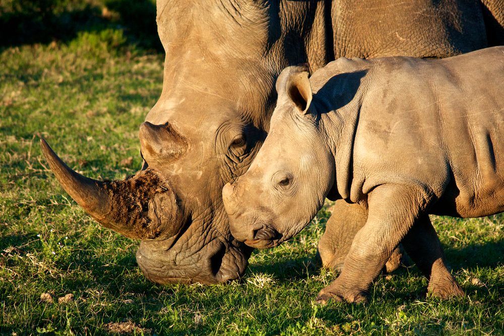 15 Fascinating Rhino Facts You Won t Believe