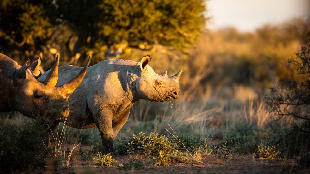15 Fascinating Rhino Facts You Won t Believe