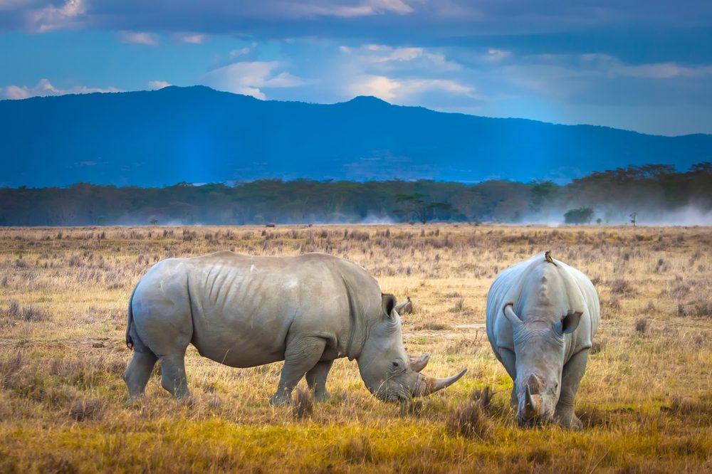 15 Fascinating Rhino Facts You Won t Believe