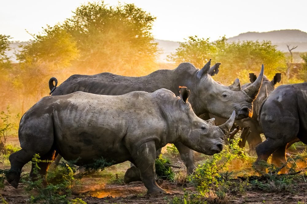 15 Fascinating Rhino Facts You Won t Believe
