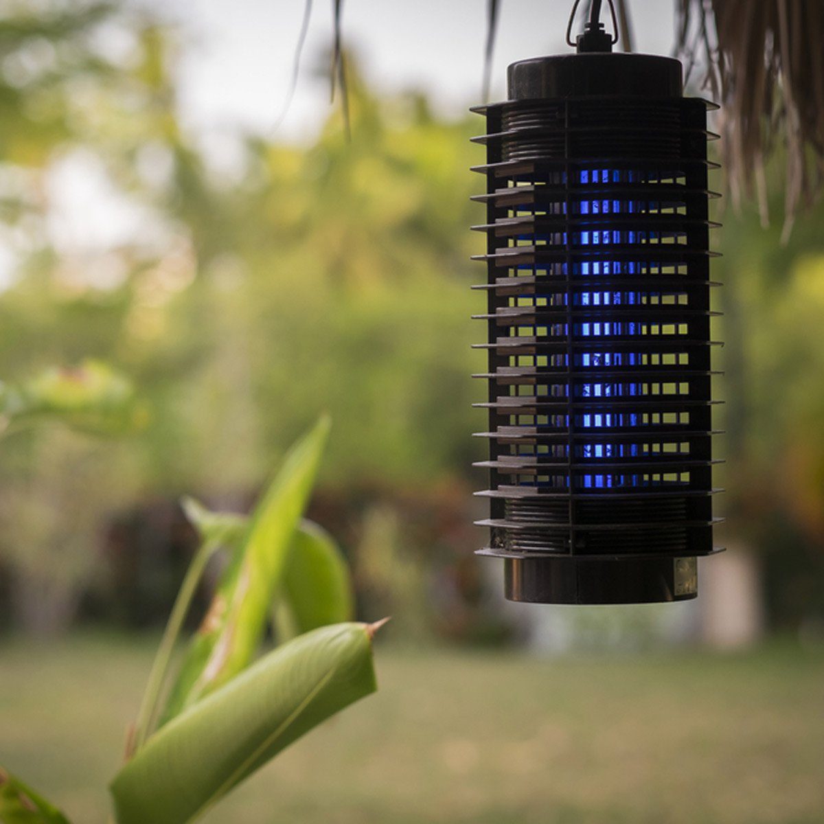 Debunking 7 Common Myths About Mosquito Control