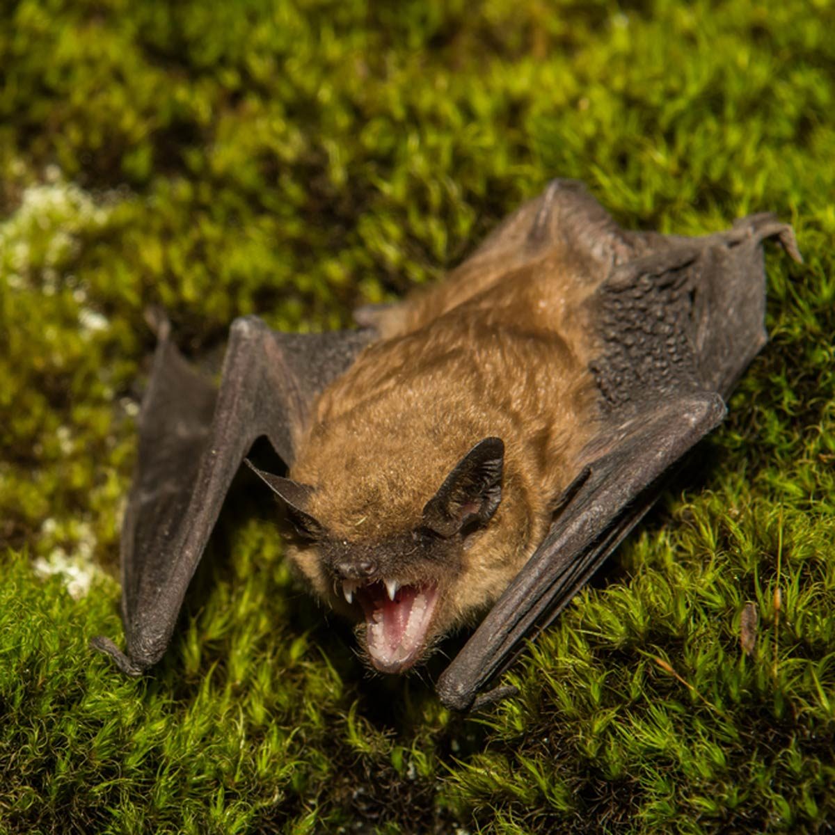 Debunking 7 Common Myths About Mosquito Control