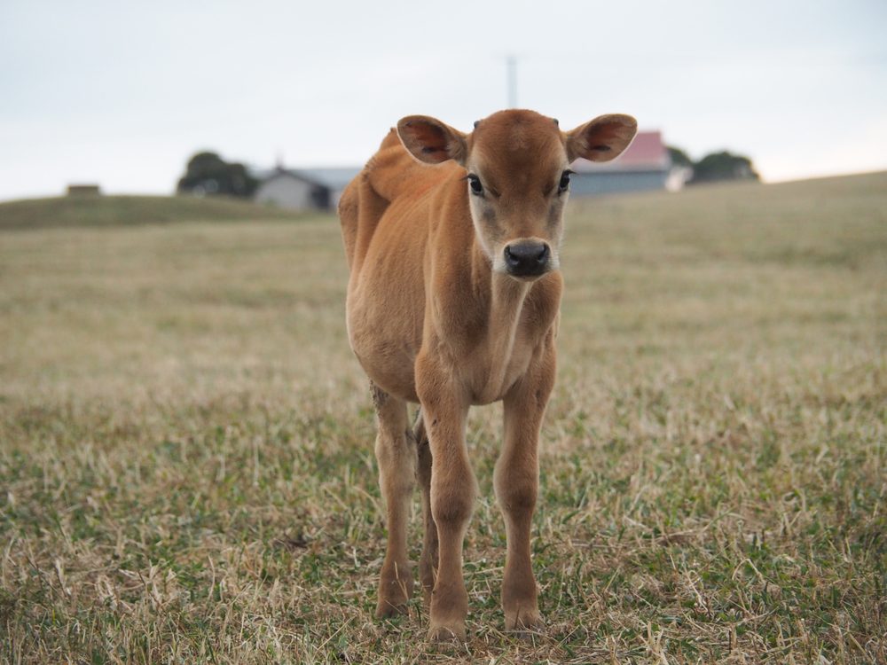 13 Foods That Will Surprise You: What People Really Eat