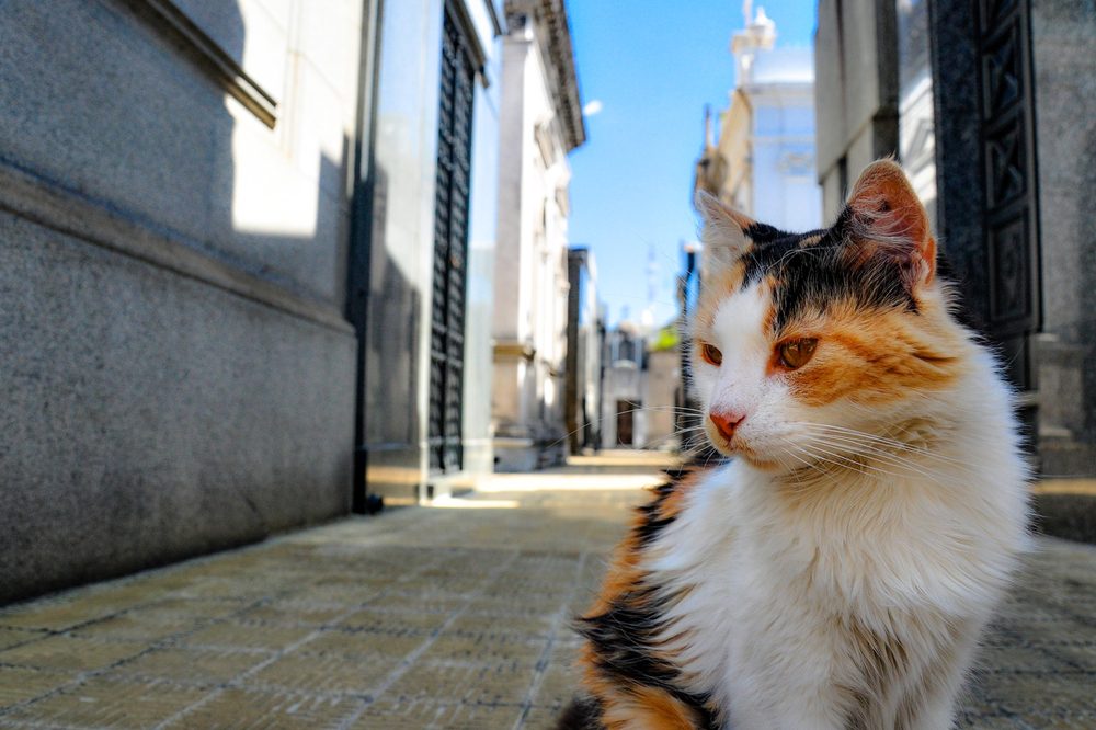 23 Astonishing Facts About Disneyland That You Never Knew