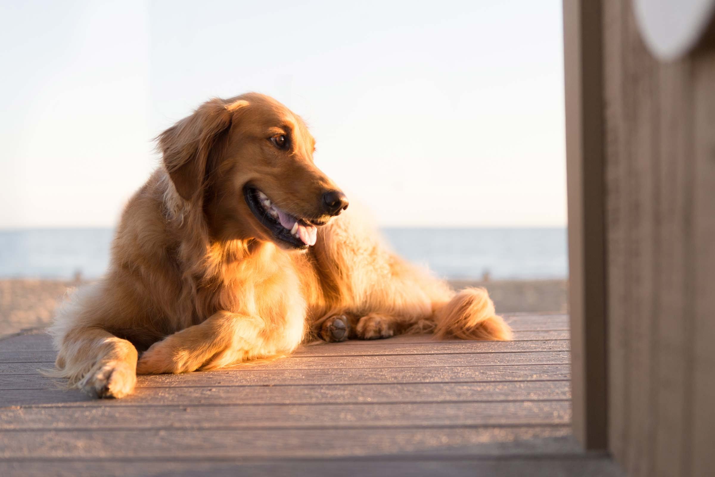 Essential Hawaiian Vacation Tips: 11 Must-Know Facts Before Booking