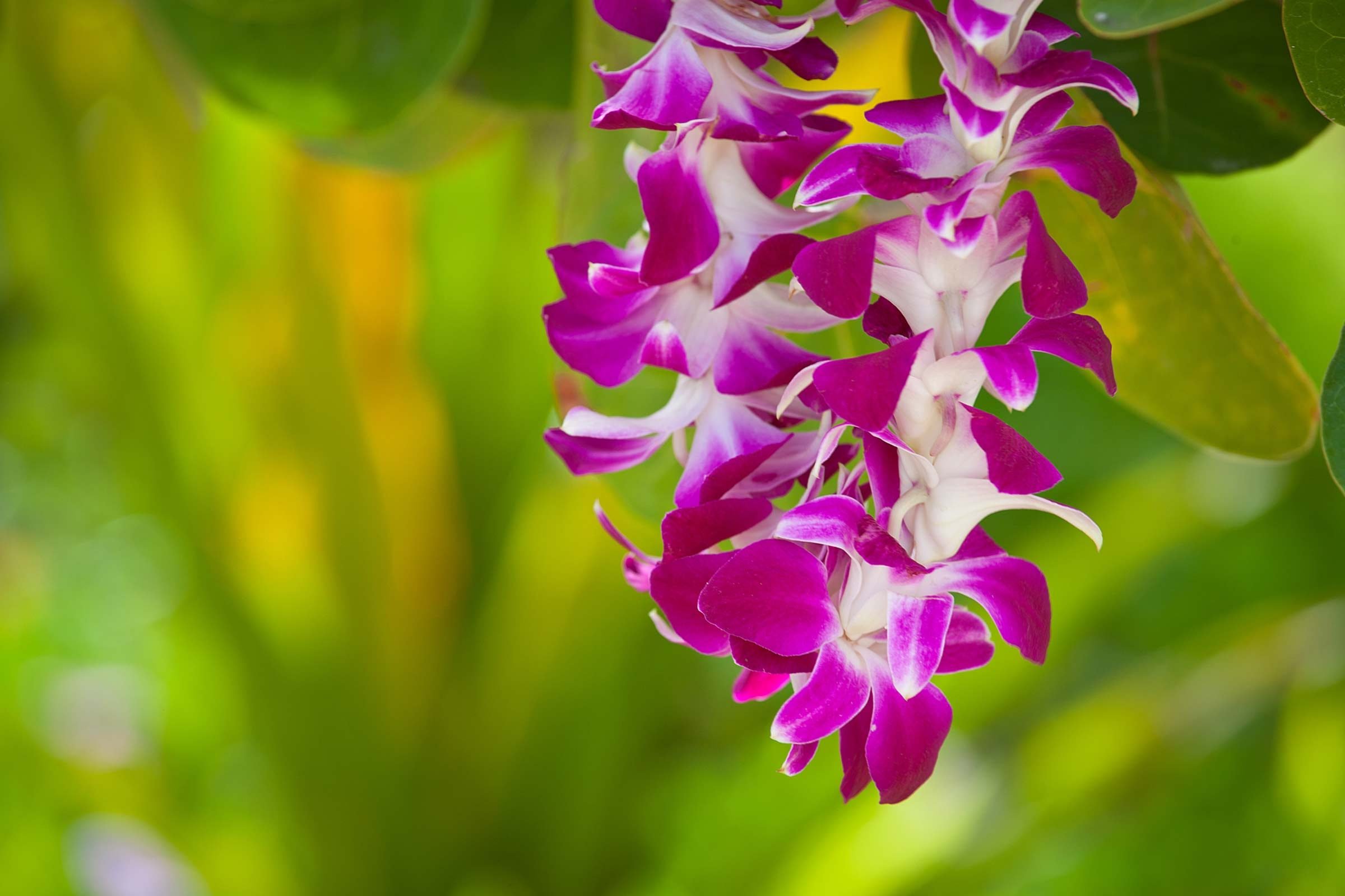 Essential Hawaiian Vacation Tips: 11 Must-Know Facts Before Booking