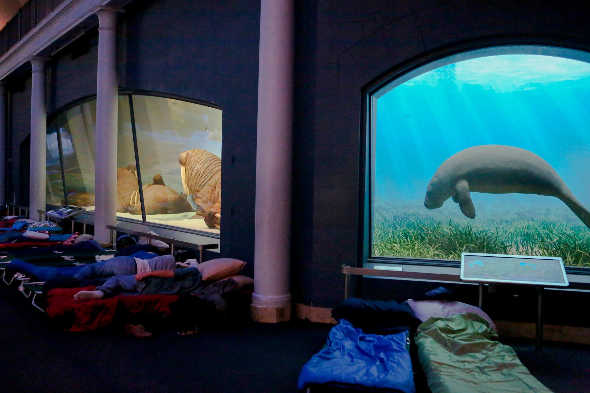 Top 12 Dinosaur Museums Worldwide