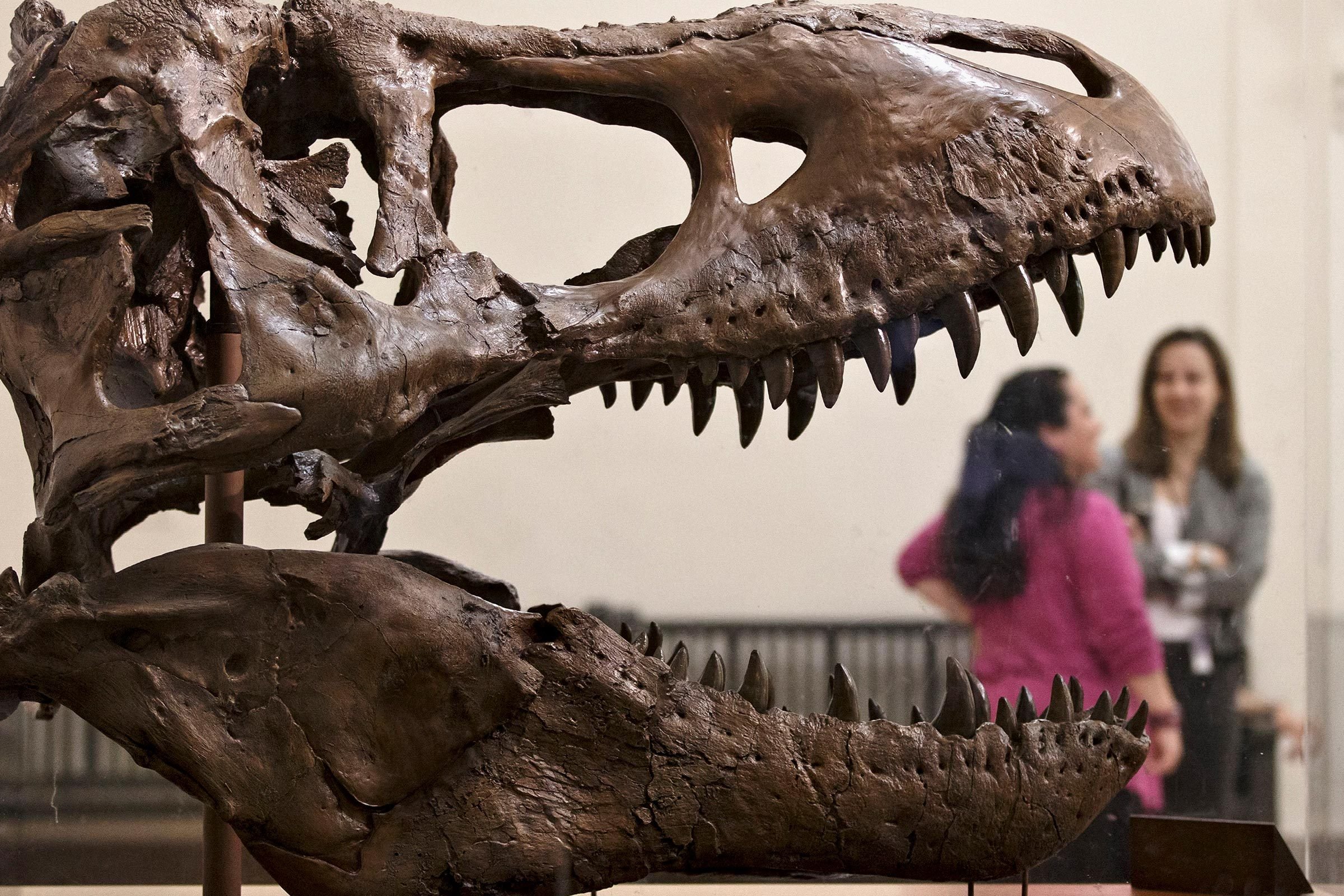 Top 12 Dinosaur Museums Worldwide